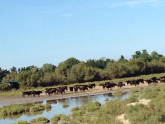 Domaine Paul Ricard Méjanes en Camargue