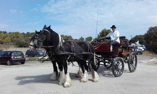 Poney Express Attelage