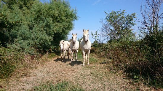 Maison du Cheval